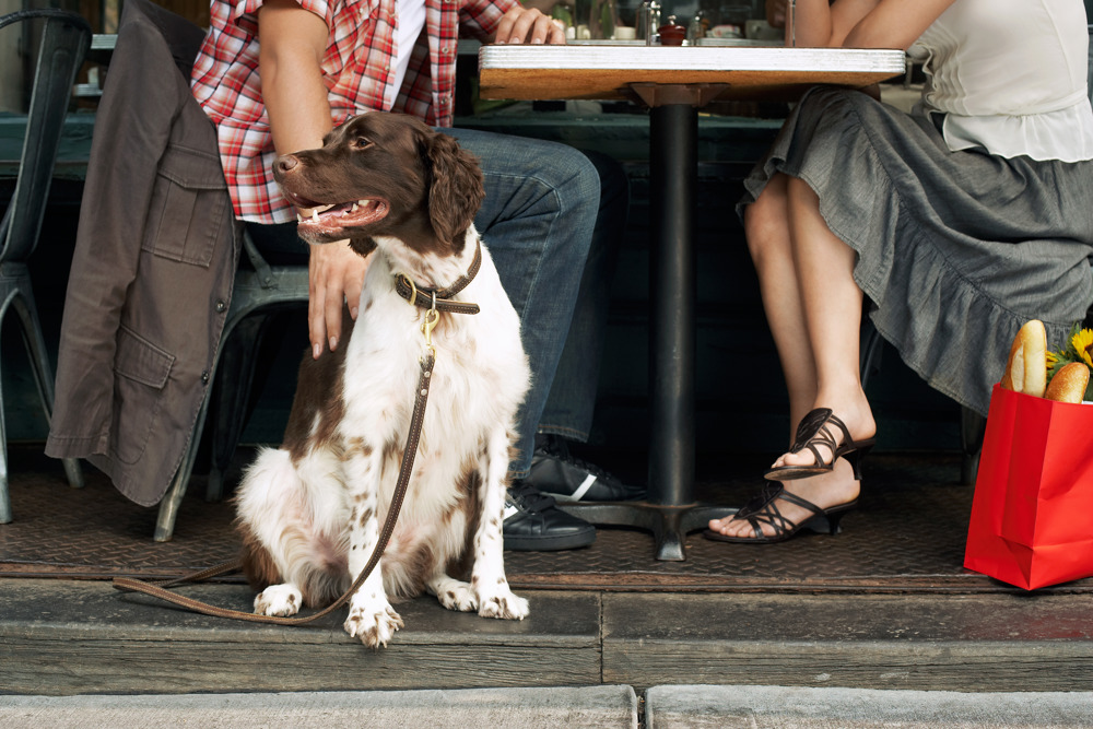 Dog And Owners Sitting At Sidewalk Cafe 462283293 6271X4180
