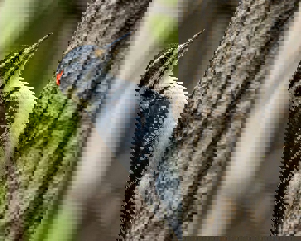 Hairywoodpecker Hairywoodpecker
