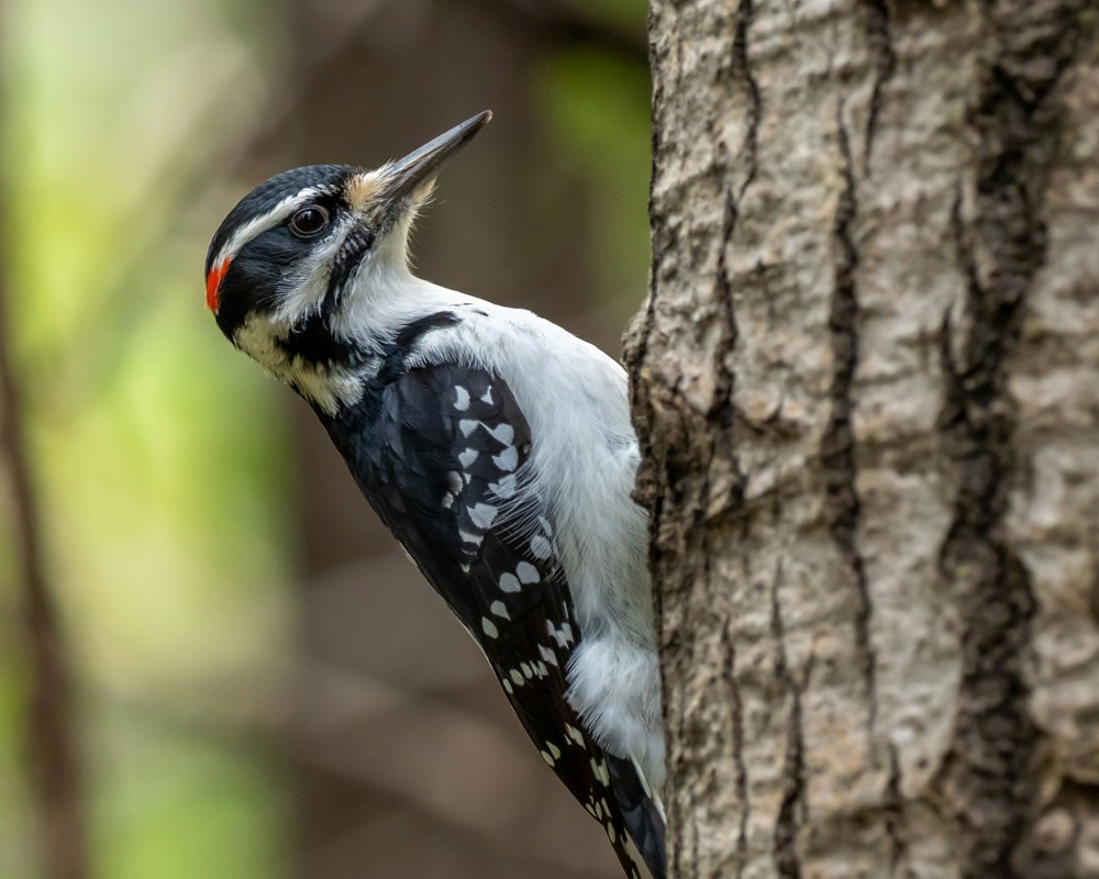 Hairywoodpecker